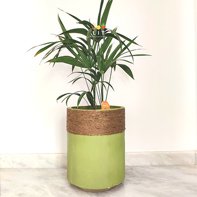Jute - Green