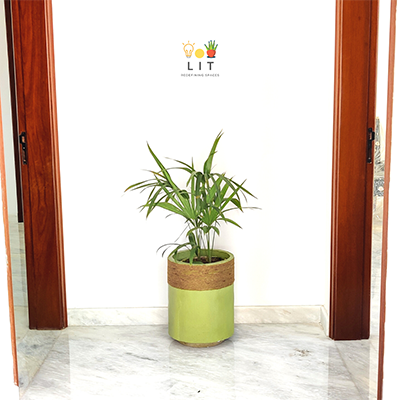 Jute - Green