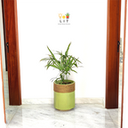 Jute - Green