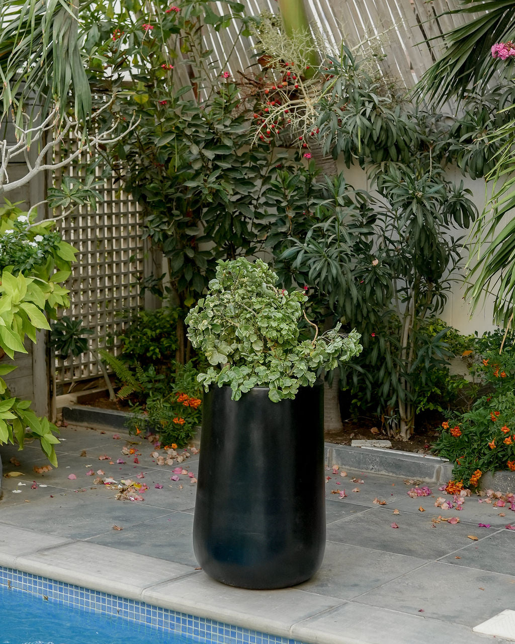 Rise - White - Fiberglass Planter