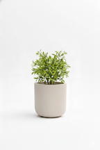 Core - Cream - Fiberglass Planter